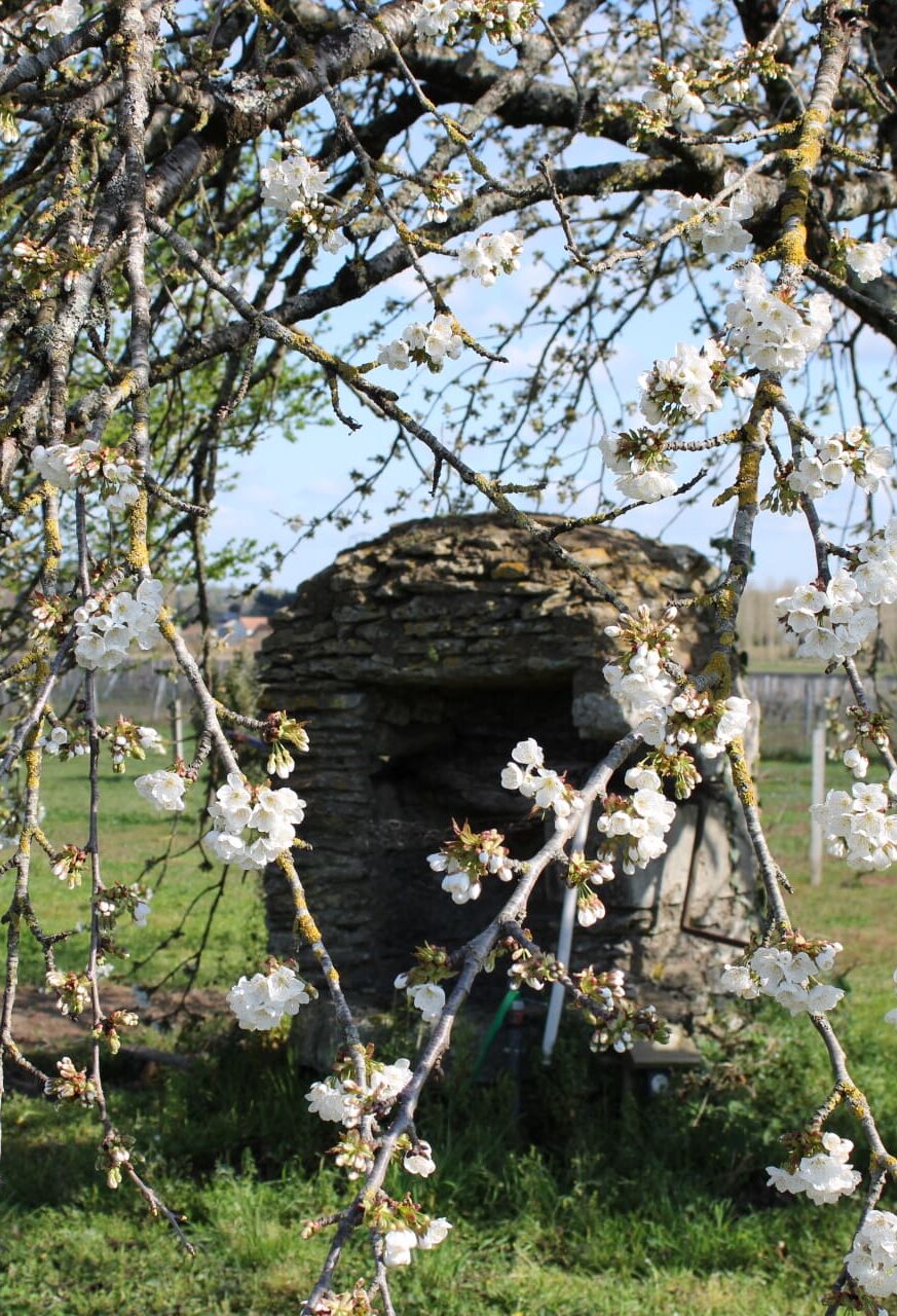 Les Hirondelles du Moulin | Rust, ruimte, natuur en vertoeven tussen de wijngaarden